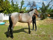 Срочно продам кобылу