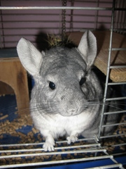 Отдам шиншиллу за символическую цену