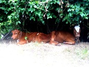 Продаю Тёлочку и Бычка хороший сорт