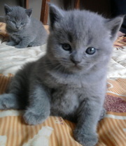 ПРОДАМ британских котят