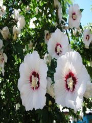 ПРОДАМ, Кусты гибискуса h=50 см. Здоровые пышные саженцы