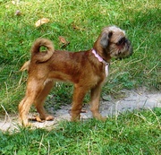 Щенки гриффона - бельгийского, брюссельского