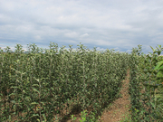 САЖЕНЦЫ, саженец, Яблони, груши, абрикоси, сливи, сливи диплодной, али