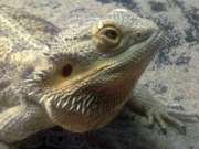 Бородатая агама террариум