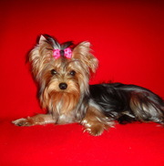 Клубная подрощенная миничка !