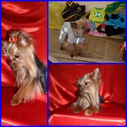 мини кобель йоркширского терьера приглашает на вязку