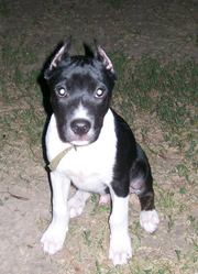 отдам в хорошие руки