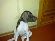 Продам щенков пойнтера