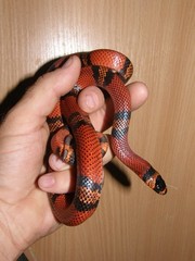 рептилии собственного разведения