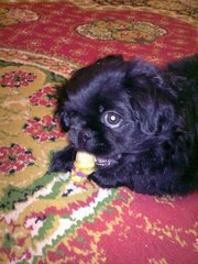 продам щенка пекинес