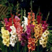 Луковицы гладиолусов