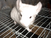 ПРОДАМ ШИНШИЛЛУ НЕ ДОРОГО!