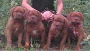 Бордоский дог щенки