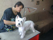 Стрижка самых любимых собак и котов.