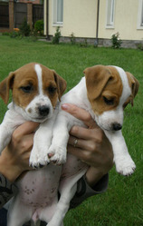 Джек Рассел терьер Выскокопородные щенки ШОУ Класса