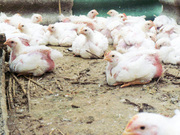 домашний бройлер живой вес