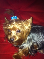 Продам мини-йоркширского терьера, 1, 3 года, мальчик.