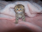 Элитные шотландские котята для ценителей красоты