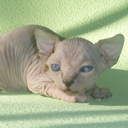 Предлагаем колорных котят канадского сфинкса!