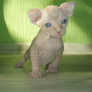 Самые хорошие котята в самые добрые ручки!