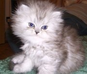 Перс-шиншиловые котята 1, 5 мес