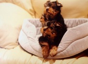 малыши йорки