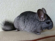 Продам Шиншилленка
