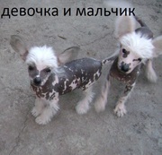 Китайская-Хохлатая