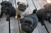 Продам щенков породы мопс - черные , бежевые, КСУ, прививки