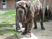 Щенки Mastino Napole, мастино наполе.