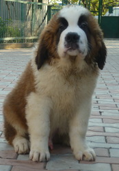 Щенки Сенбернара