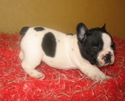 Французский бульдог - щенки.