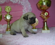 Щенки Мопса