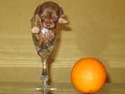 Щенки Чихуахуа