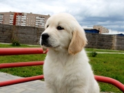 Щенки золотистого (голден) ретривера от титулованных родителей