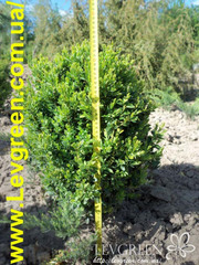 Самшит вечнозелёный, Можжевельники, Туя купить в Киеве, Цена