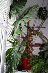 Продам Монстеру королевская крупнолистовая 8 лет, 2 метра.