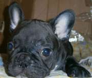 прдам щенка французкого бульдога, мальчик, очень ласковый, добрый, послушн