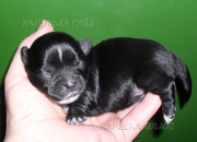 Продам девочку чихуахуа