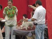 Вязка Вест Хайленд Уайт Терьер