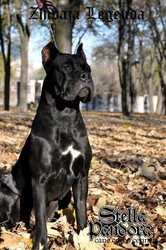 Продам щенка