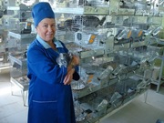 Хотите шиншиллу? Позвоните нам +38-066-888-7767