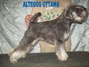 Цвергшнауцер, подрощенная девочка окраса перец с солью