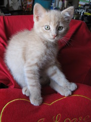 Персик персиковый, котенок отдам бесплатно Киев