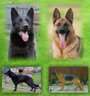 Подрощенные щенки немецкой овчарки рабочих кровей