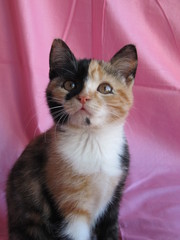 Бело-черепашковая Асюня, отдам бесплатно Киев