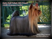 Щенков йоркширского терьера