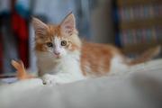 Чистокровный мейн-кун рыжий с белым биколор,  Comedy-cat,  Киев