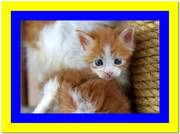 Ласковый и игривый котенок мейн кун красный биколор