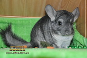Распродажа шиншилл с домашнего питомника по очень приятной цене!